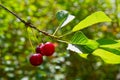 Cherries on a branch in the garden. Royalty Free Stock Photo