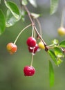 Cherries on a branch