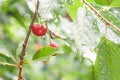 Cherries on a branch in the rain Royalty Free Stock Photo