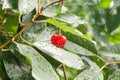 Cherries on a branch in the rain Royalty Free Stock Photo