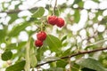 Cherries on a branch in the rain Royalty Free Stock Photo