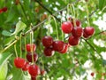 Cherries on the branch