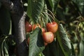 Cherries branch