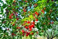 Cherries branch summer season, fresh food fruits