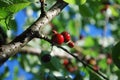 Cherries on a branch sunny Royalty Free Stock Photo