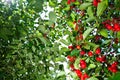 Cherries branch on the tree, summer season time