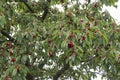 Cherries on cherry tree garden, fruit ripe