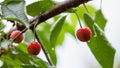 Cherries in the cherry tree Royalty Free Stock Photo