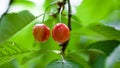 Cherries in the cherry tree Royalty Free Stock Photo