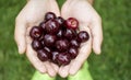Cherries in children's hands