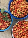 cherries close-up. Harvesting sweet cherries. Red ripe berry with a branch of a cherry tree Royalty Free Stock Photo