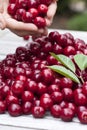 Cherries delicious Royalty Free Stock Photo