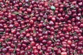 Cherries at the farmer's market Royalty Free Stock Photo