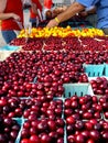 Cherries at farmers' market Royalty Free Stock Photo