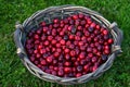 Cherries on the flat basket