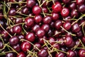 Cherries Royalty Free Stock Photo