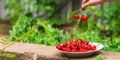 Cherries, fruit berries, harvest ripe and juicy fruits. top copy space. food background Royalty Free Stock Photo