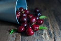 Cherries fruit was poured from the zinc bucket on wooden floor. Royalty Free Stock Photo