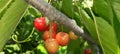 Cherries  fruits in the tree Royalty Free Stock Photo