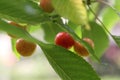 Cherries in garden