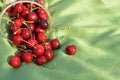 Cherries on Green Cloth Royalty Free Stock Photo