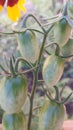 Cherries green tomatoes growing