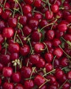 Cherries Royalty Free Stock Photo