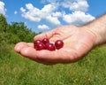 Cherries in the hand of a man with a clear blue sky background
