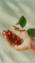 Cherries in the hands of a child on a light background Royalty Free Stock Photo