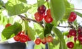 Cherries hanging on a cherry tree branch