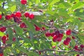 Ripe cherry on the tree Royalty Free Stock Photo