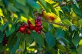 Cherries hanging on a cherry tree branch., Sour cherries in a garden, Fresh and healthy, Close-Up, in the sunshine Royalty Free Stock Photo