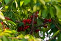 Cherries hanging on a cherry tree branch., Sour cherries in a garden, Fresh and healthy, Close-Up, in the sunshine Royalty Free Stock Photo