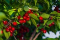 Cherries hanging on a cherry tree branch., Sour cherries in a garden, Fresh and healthy, Close-Up, in the sunshine Royalty Free Stock Photo