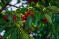 Cherries hanging on a cherry tree branch., Sour cherries in a garden, Fresh and healthy, Close-Up, in the sunshine Royalty Free Stock Photo