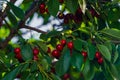 Cherries hanging on a cherry tree branch., Sour cherries in a garden, Fresh and healthy, Close-Up, in the sunshine Royalty Free Stock Photo