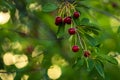 Cherries hanging on a cherry tree branch., Sour cherries in a garden, Fresh and healthy, Close-Up, in the sunshine Royalty Free Stock Photo