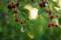 Cherries hanging on a cherry tree branch., Sour cherries in a garden, Fresh and healthy, Close-Up, in the sunshine Royalty Free Stock Photo