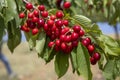 Cherries hanging on a cherry tree branch, Spil Mountain - Manisa