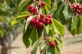 Cherries hanging on a cherry tree branch, Spil Mountain - Manisa