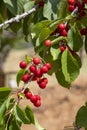 Cherries hanging on a cherry tree branch, Spil Mountain - Manisa