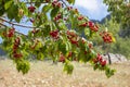 Cherries hanging on a cherry tree branch, Spil Mountain - Manisa