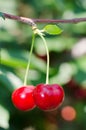 Cherries hanging on a tree branch