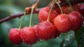 Cherries Hanging From Tree in Rain Royalty Free Stock Photo