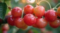 Cherries Hanging From Tree in Rain Royalty Free Stock Photo