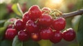 Cherries Hanging From Tree in Rain Royalty Free Stock Photo