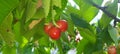 Cherries hidden behind leaf Royalty Free Stock Photo