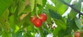 Cherries hidden behind leaf