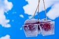 Cherries in ice cubes Royalty Free Stock Photo