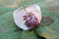 Cherries in ice. Frozen fruits. Royalty Free Stock Photo